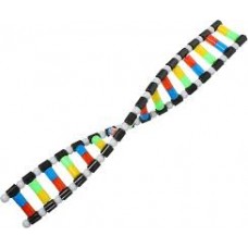 DNA model  structure molecular  kit